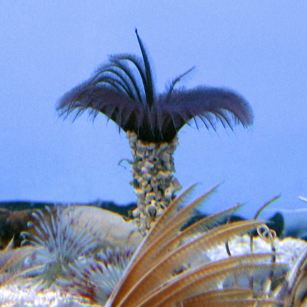 Feather Duster - Colored