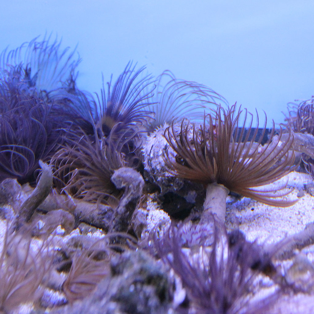 Feather Duster - Hawaiian