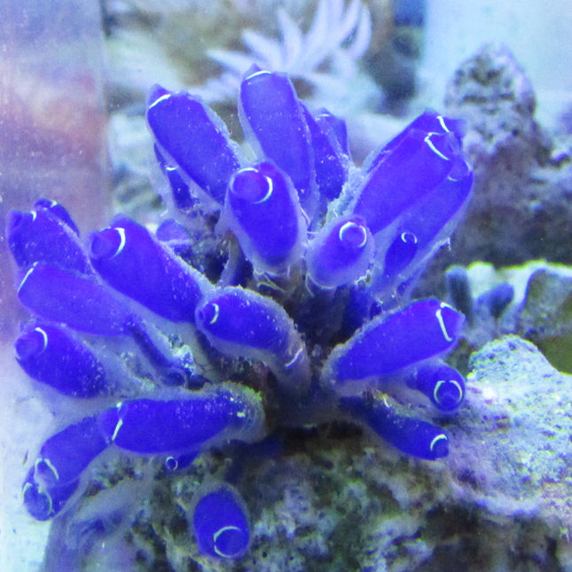 Blue Sea Squirt