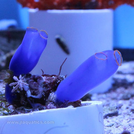 Buy Blue Sea Squirt (Asia Pacific) in Canada for as low as 55.95