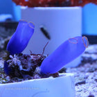 Buy Blue Sea Squirt (Asia Pacific) in Canada for as low as 55.95