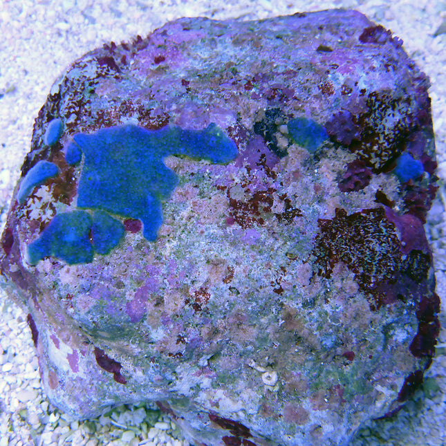 Encrusting Blue/Green Tunicate