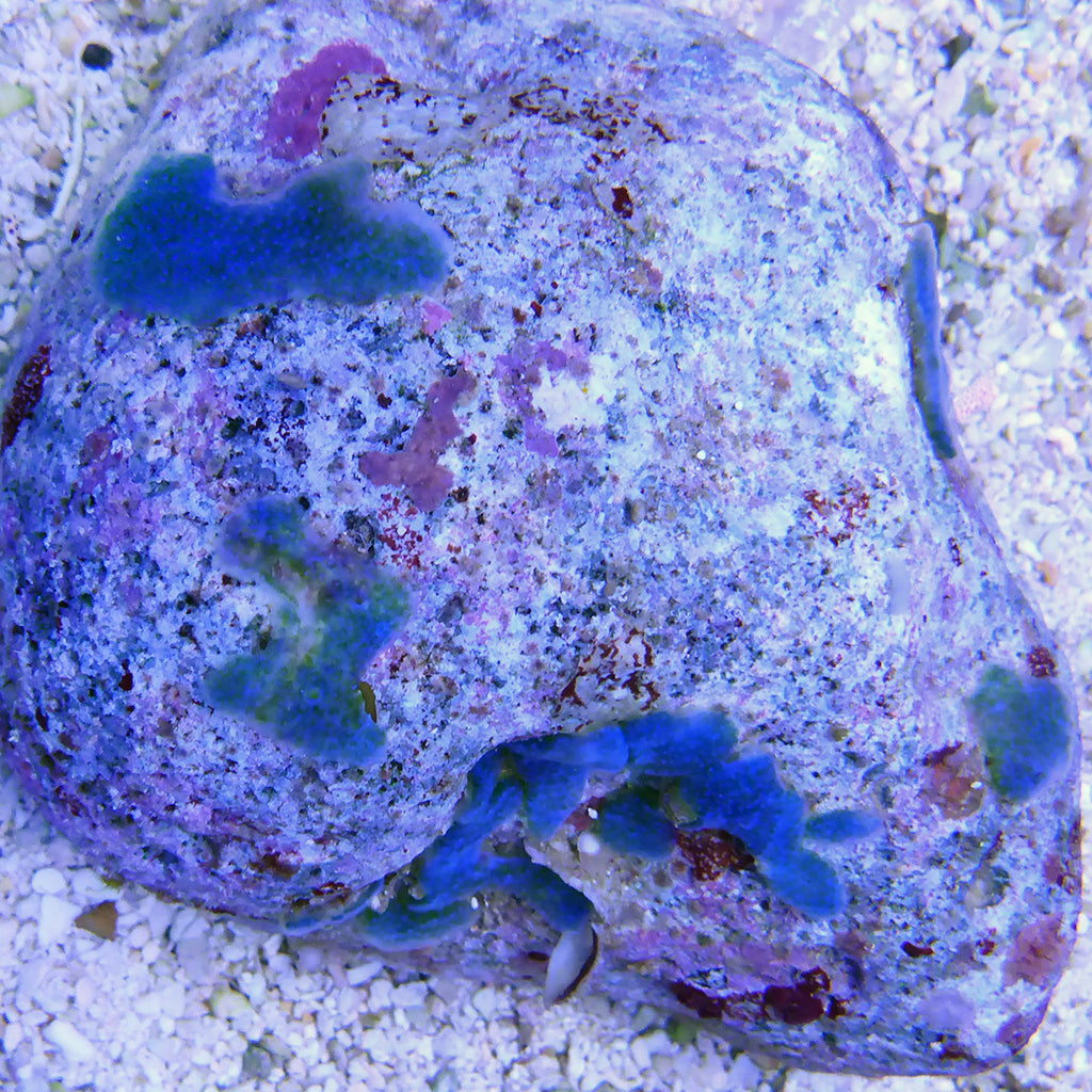 Encrusting Blue/Green Tunicate