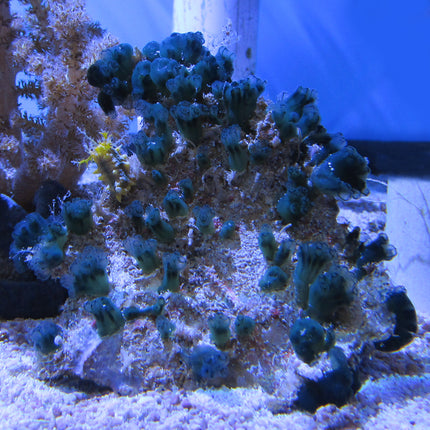 Encrusting Blue/Green Tunicate