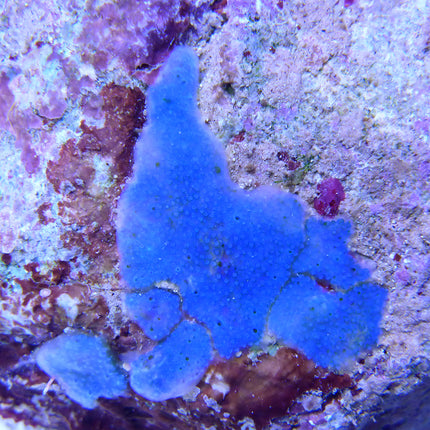 Encrusting Blue/Green Tunicate