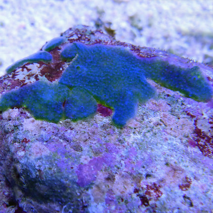 Encrusting Blue/Green Tunicate (Asia Pacific)