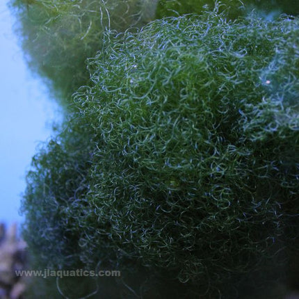 Chaetomorpha Macroalgae