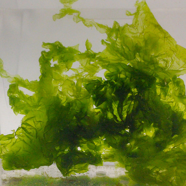 Green Sea Lettuce Macroalgae