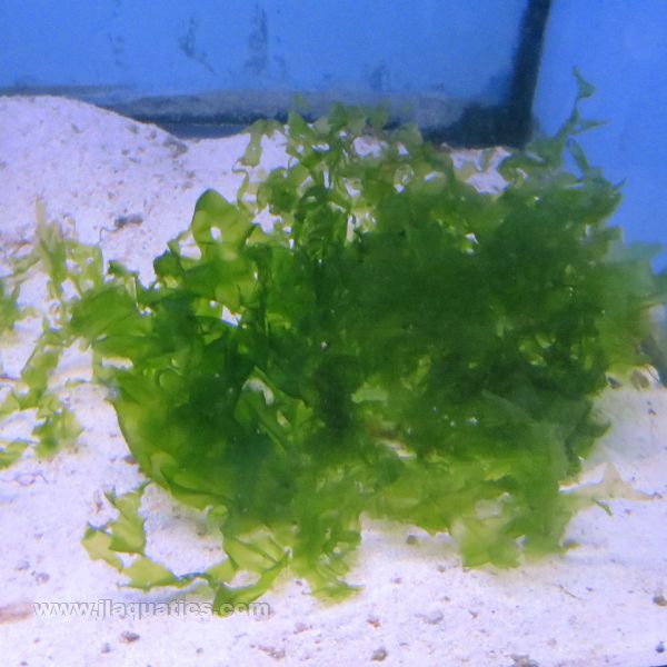 Green Sea Lettuce Macroalgae (Asia Pacific)