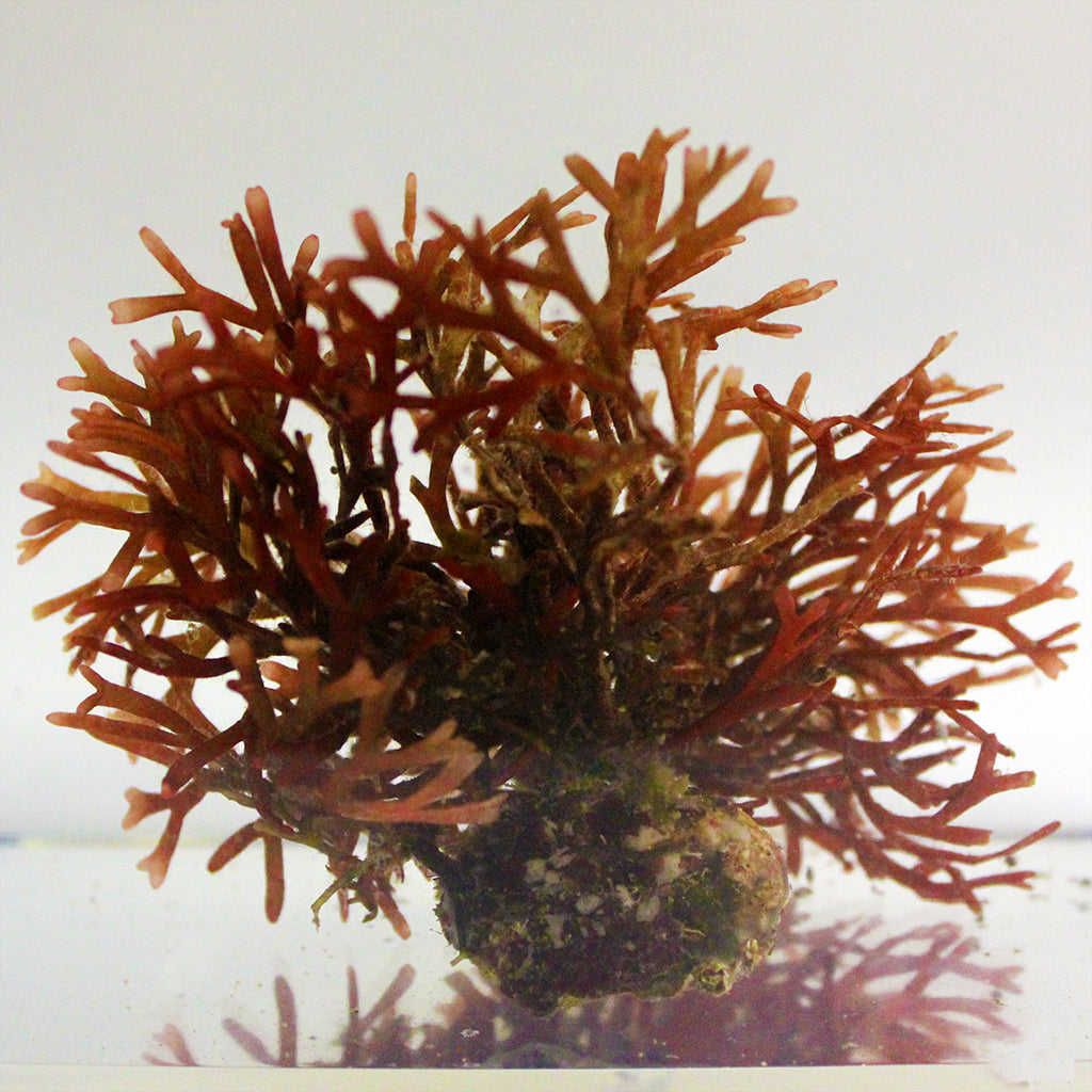 Red Fork Macroalgae