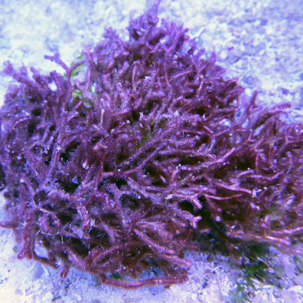 Red Fork Macroalgae