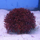 Buy Red Fork Macroalgae (Asia Pacific) in Canada for as low as 34.45