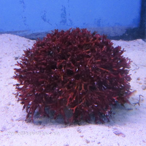 Buy Red Fork Macroalgae (Asia Pacific) in Canada for as low as 34.45