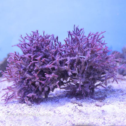 Red Fork Macroalgae