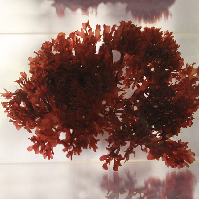 Buy Red Gracilaria Macroalgae (Asia Pacific) in Canada for as low as 22.95