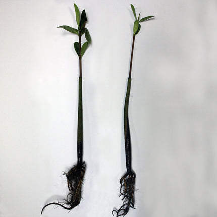 Mangrove - Roots and Shoots