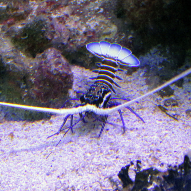 Blue Lobster