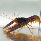 Buy Purple Reef Lobster (Asia Pacific) in Canada for as low as 55.45