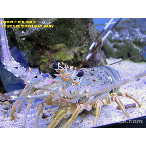 Spiny Spotted Lobster (Atlantic)