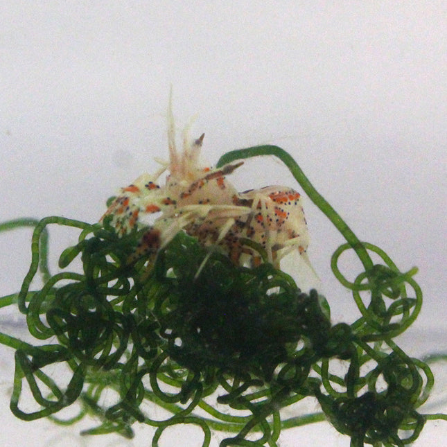 Bongo Shrimp Pair (Asia Pacific)