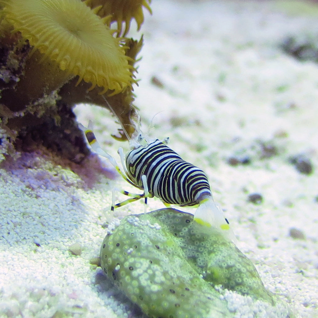Shrimp & Lobster – J&L Aquatics Ltd.