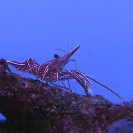 Camel Shrimp