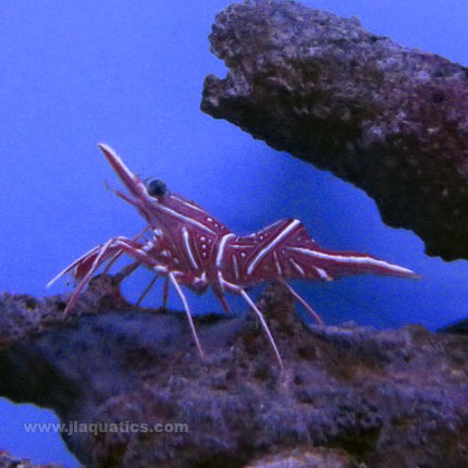 Camel Shrimp (Asia Pacific)