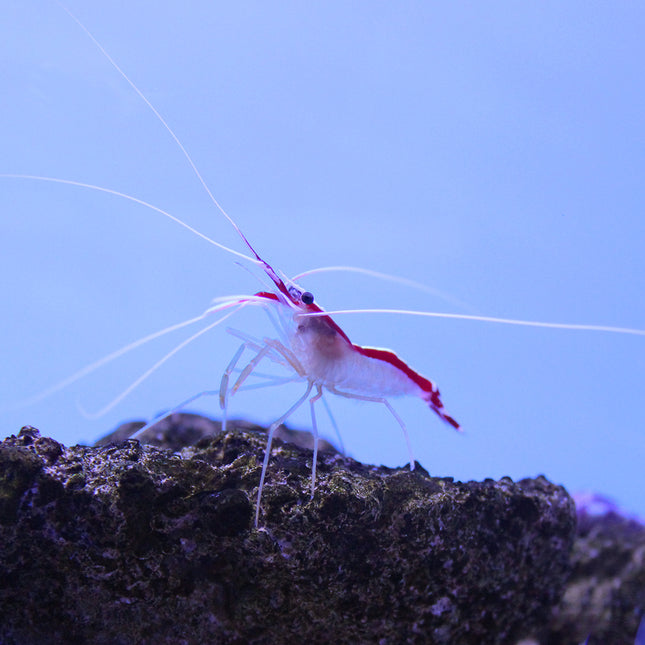 Cleaner Shrimp