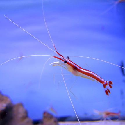 Cleaner Shrimp