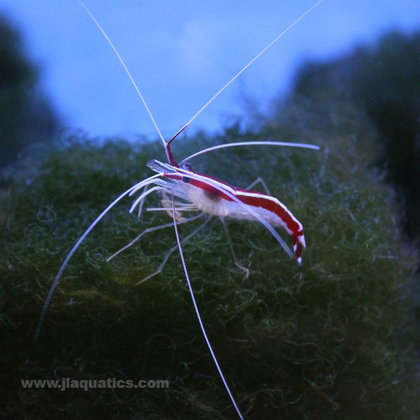 Buy Cleaner Shrimp (Indian Ocean) in Canada for as low as 34.45