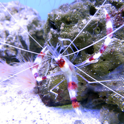 Coral Banded Shrimp