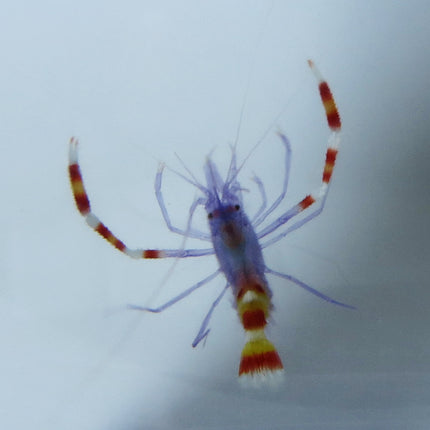 Coral Banded Shrimp - Blue