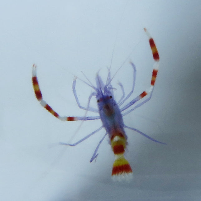 Coral Banded Shrimp - Blue