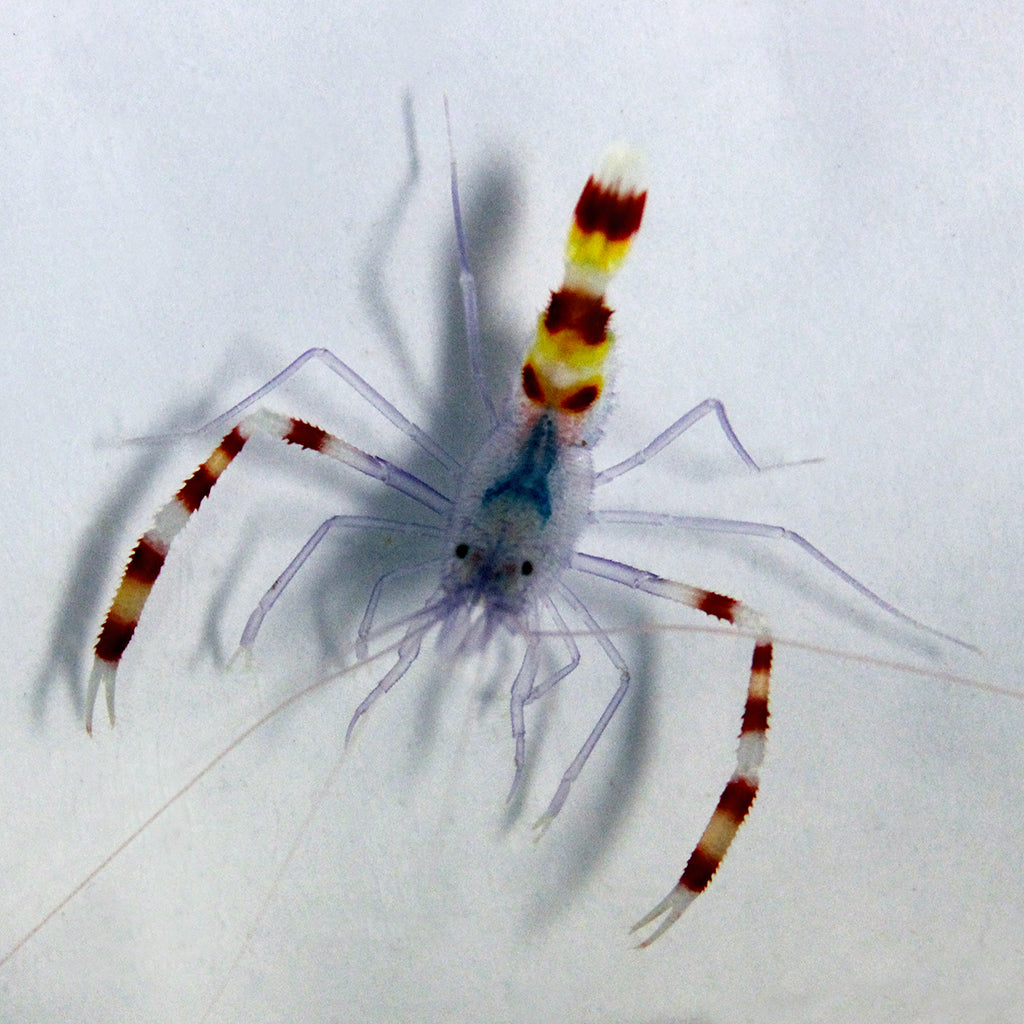 Coral Banded Shrimp - Blue