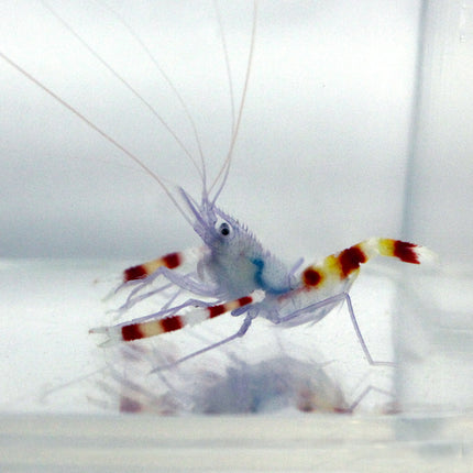 Coral Banded Shrimp - Blue