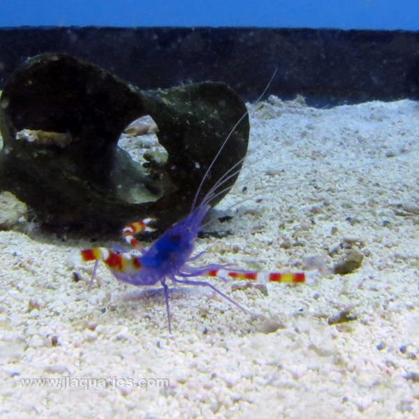 Buy Coral Banded Shrimp - Blue (Asia Pacific) in Canada for as low as 38.95