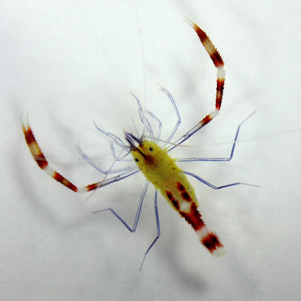 Coral Banded Shrimp - Blue Leg