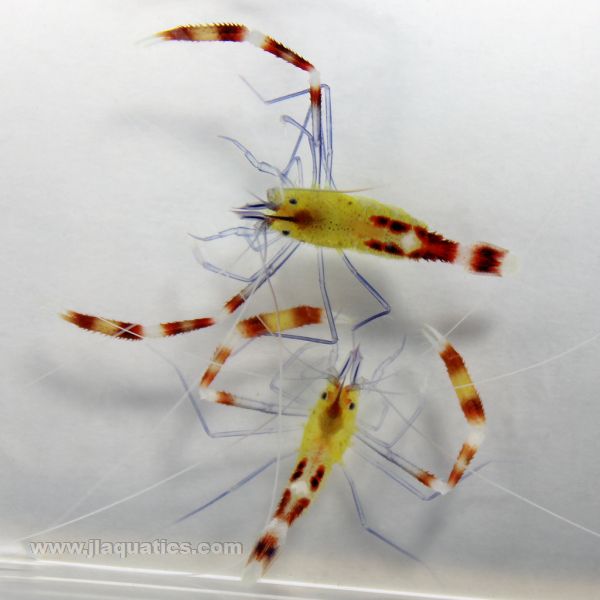 Buy Coral Banded Shrimp - Blue Leg (Asia Pacific) in Canada for as low as 50.45