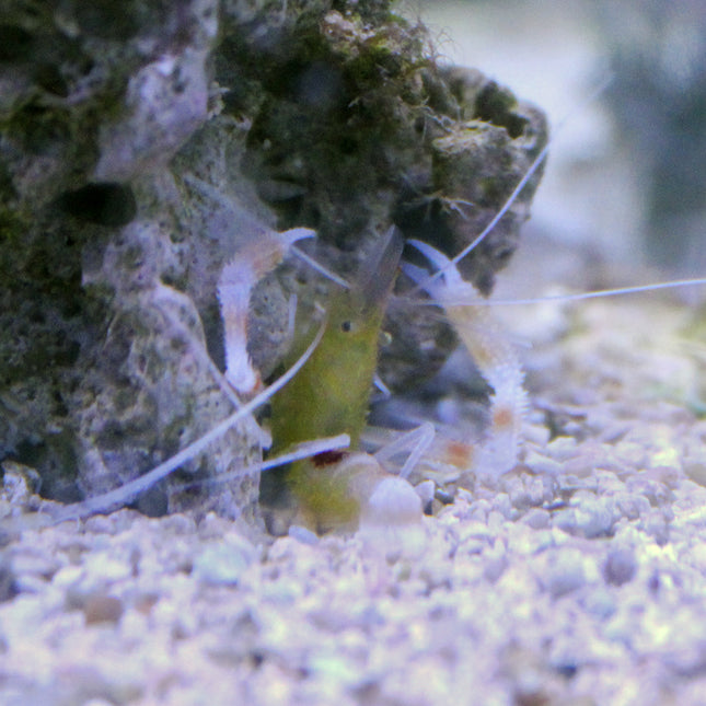 Coral Banded Shrimp - Red Spot