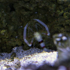 Coral Banded Shrimp - Red Spot (Indian Ocean)