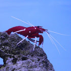 Buy Fire Shrimp (Indian Ocean) in Canada for as low as 53.95