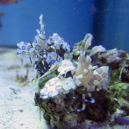 Harlequin Shrimp