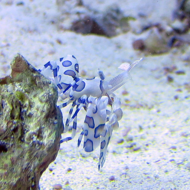 Harlequin Shrimp