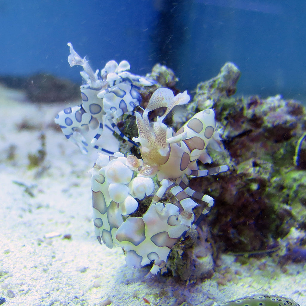 Harlequin Shrimp | JLAquatics Canada – J&L Aquatics Ltd.