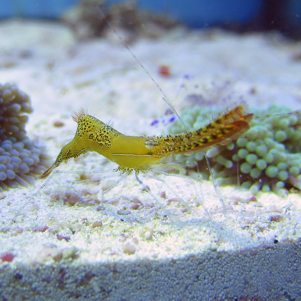 Shrimp & Lobster – J&L Aquatics Ltd.