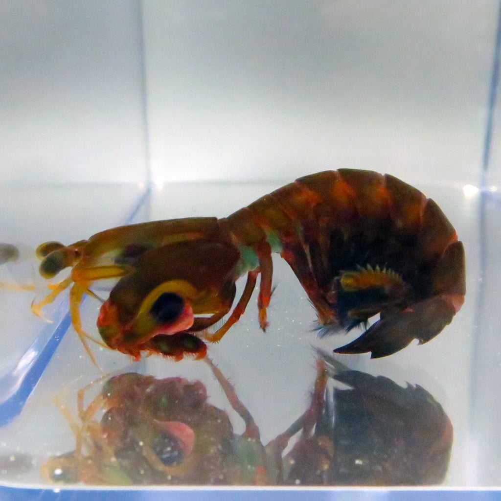 Mantis Shrimp - Colored