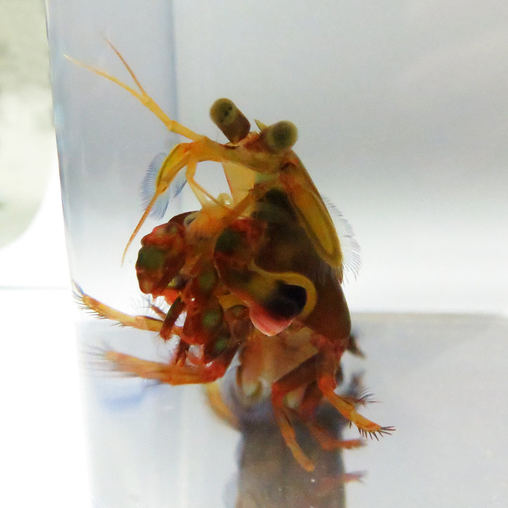 Mantis Shrimp - Colored