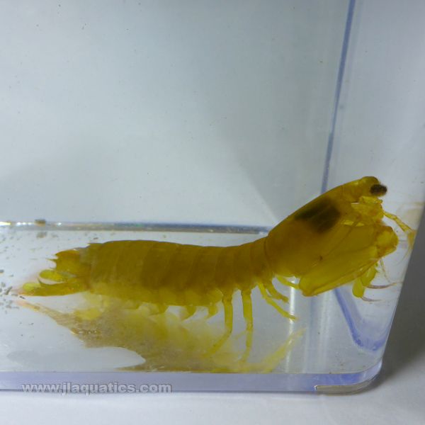 Buy Mantis Shrimp - Colored (Asia Pacific) in Canada for as low as 59.45