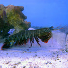 Buy Mantis Shrimp - Peacock (South Pacific) in Canada for as low as 94.45