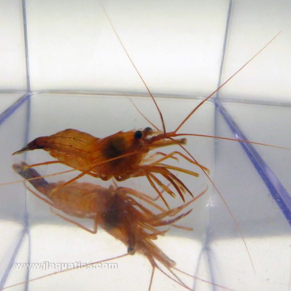 Buy Peppermint Shrimp (Atlantic) in Canada for as low as 9.95